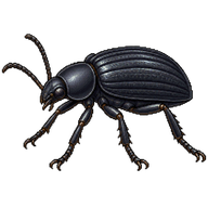 Darkling Beetle
