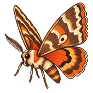 Decorated Owlet Moth