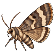 Pale-banded Dart