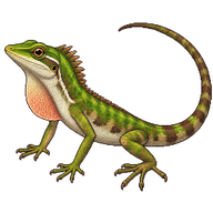 Puerto Rican Crested Anole