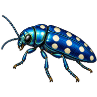 Steel Blue Beetle