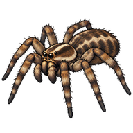 Wolf Spider