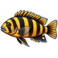 Bumblebee Cichlid