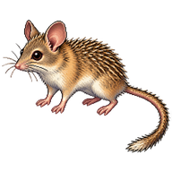 Cairo Spiny Mouse
