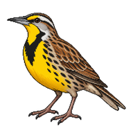Eastern Meadowlark