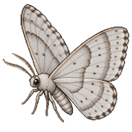 Pale Gray Scopula