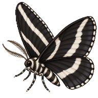 White-striped Black Moth