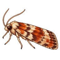 Cherry Bark Moth