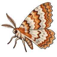 Scallop Shell Moth
