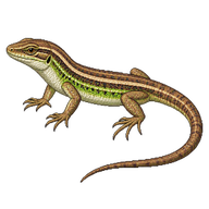Large Psammodromus