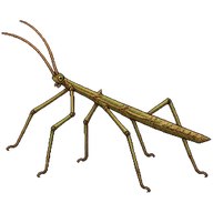 Spanish Stick Insect