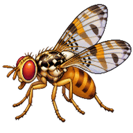 Mediterranean Fruit Fly