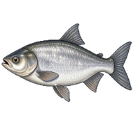 Silver Carp