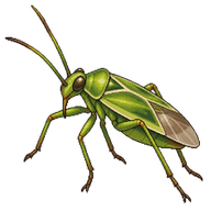 Lucerne Bug