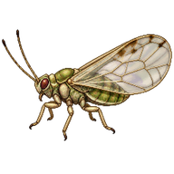 Pear Psyllid