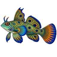 Ocellated Dragonet
