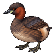 Little Grebe