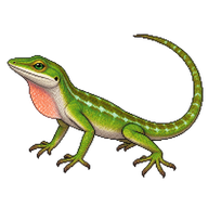 Anguilla Bank Anole