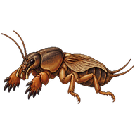 European Mole Cricket