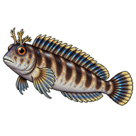Jewelled Blenny