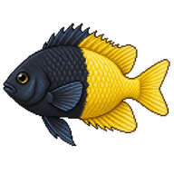 Bicolor Damselfish