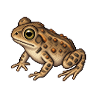 Great Plains Toad Toadlet