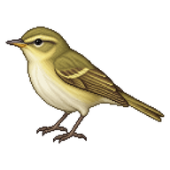 Willow Warbler