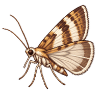 Garden Webworm Moth
