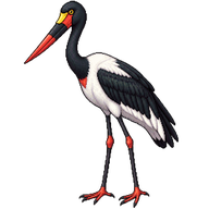 Saddle-billed Stork
