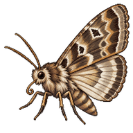 Asian Cotton Leafworm