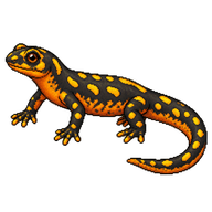 Kaiser's Spotted Newt