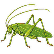 Oak Bush-cricket