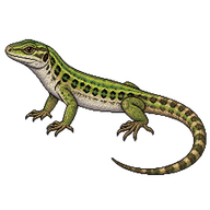 Geniez's Wall Lizard