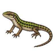 Geniez's Wall Lizard Hatchling