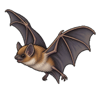 Savi's Pipistrelle