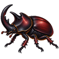 Rhinoceros Beetle