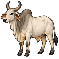 Zebu