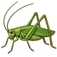 Speckled Bush-cricket