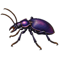 Notch-mouthed Ground Beetle