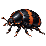 Hister Beetle