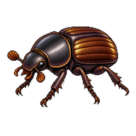 Common dung beetle