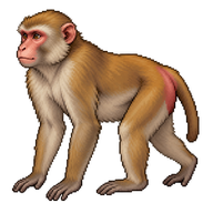 Rhesus Macaque