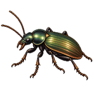 Common Sun Beetle