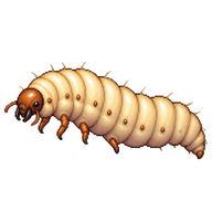 Greater Wax Moth Larva