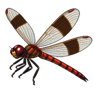 Band-winged Dragonlet