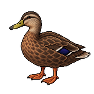 American Black Duck
