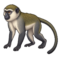 Sykes' Monkey