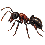 Deceptive Carpenter Ant