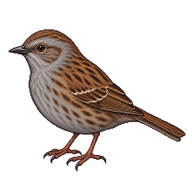 Dunnock
