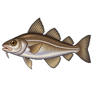 Poor cod